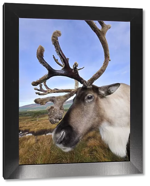 Reindeer (Rangifer tarandus) bull reindeer with antlers in velvet, reintroduced Cairngorm