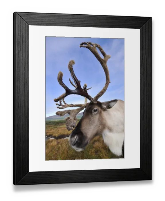 Framed Print : Reindeer (Rangifer tarandus) bull reindeer with antlers in velvet, reintroduced Cairngorm Framed Print : Reindeer (Rangifer tarandus) bull reindeer with antlers in velvet, reintroduced Cairngorm