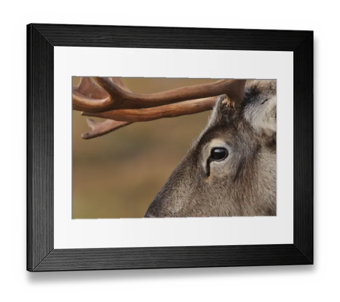 Framed Print : Reindeer (Rangifer tarandus) reindeer with bare antlers in rutting season, reintroduced Framed Print : Reindeer (Rangifer tarandus) reindeer with bare antlers in rutting season, reintroduced