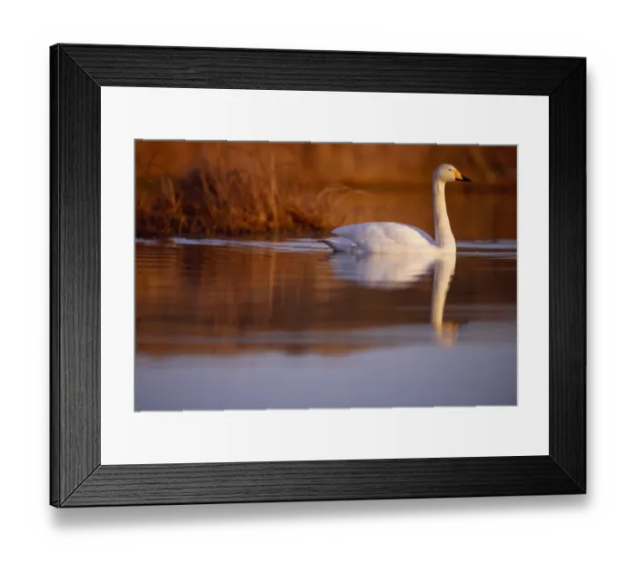 Framed Print : Whooper Swan (Cygnus cygnus) male on moorland loch, Isle of Skye, Hebrides, Scotland