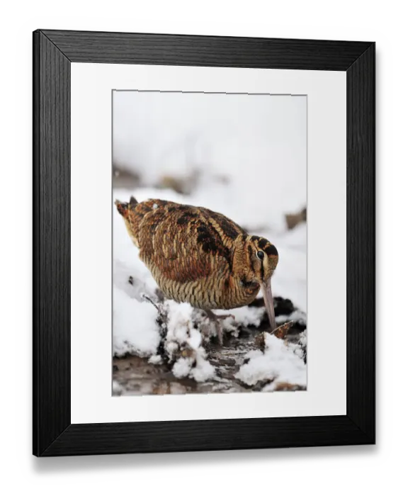 Framed Print : Woodcock (Scolopax rusticola) probing for invertebrate prey in marsh in wintry conditions Framed Print : Woodcock (Scolopax rusticola) probing for invertebrate prey in marsh in wintry conditions