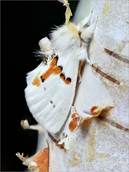 White prominent moth (Leucodonta bicoloria) County Kerry, Ireland