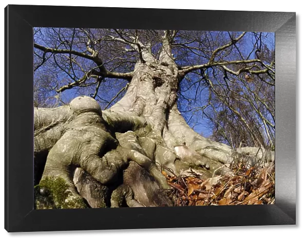 Beech (Fagus sylvatica) mature tree in winter, Paxton House Estate, Berwickshire