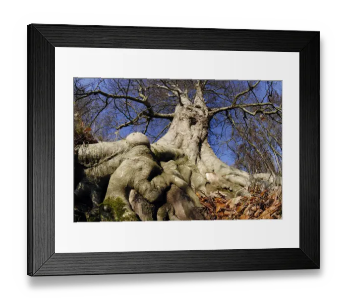 Framed Print : Beech (Fagus sylvatica) mature tree in winter, Paxton House Estate, Berwickshire Framed Print : Beech (Fagus sylvatica) mature tree in winter, Paxton House Estate, Berwickshire