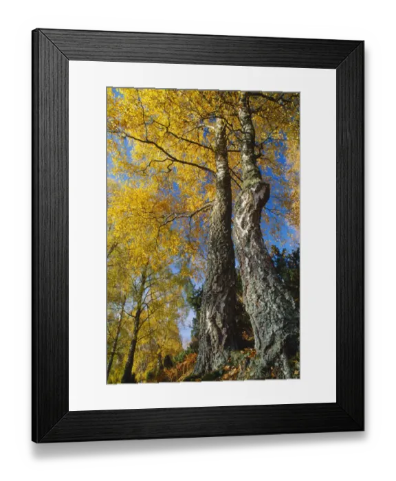 Framed Print : Silver Birch (Betula pendula) in autumn, Craigellachie National Nature Reserve, Speyside Framed Print : Silver Birch (Betula pendula) in autumn, Craigellachie National Nature Reserve, Speyside
