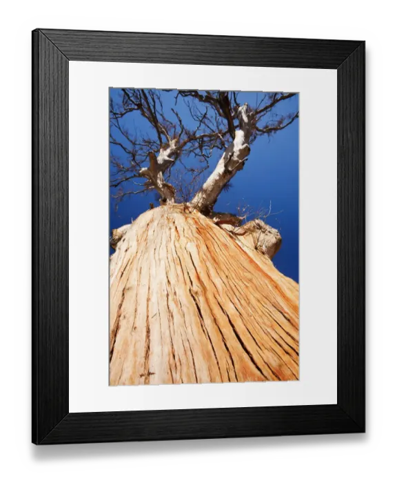 Framed Print : Eucalyptus trees killed by the drought which lasted from 1996-2011, Lake Eucumbene Framed Print : Eucalyptus trees killed by the drought which lasted from 1996-2011, Lake Eucumbene
