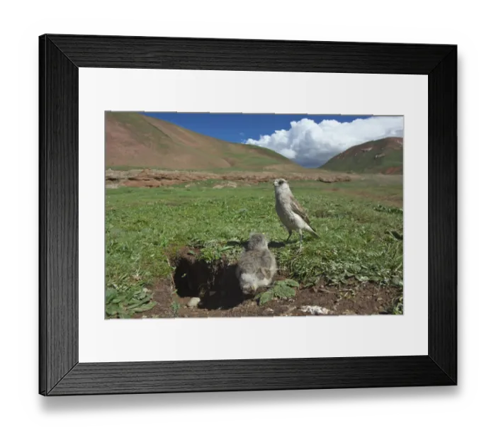 Framed Print : White-rumped Snowfinch (Montifringilla taczanowskii) with chick at nest burrow, Sanjiangyuan Framed Print : White-rumped Snowfinch (Montifringilla taczanowskii) with chick at nest burrow, Sanjiangyuan