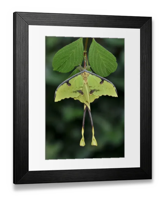 Framed Print : African moon moth (Argema mimosae) Western Serengeti, Tanzania Africa Framed Print : African moon moth (Argema mimosae) Western Serengeti, Tanzania Africa