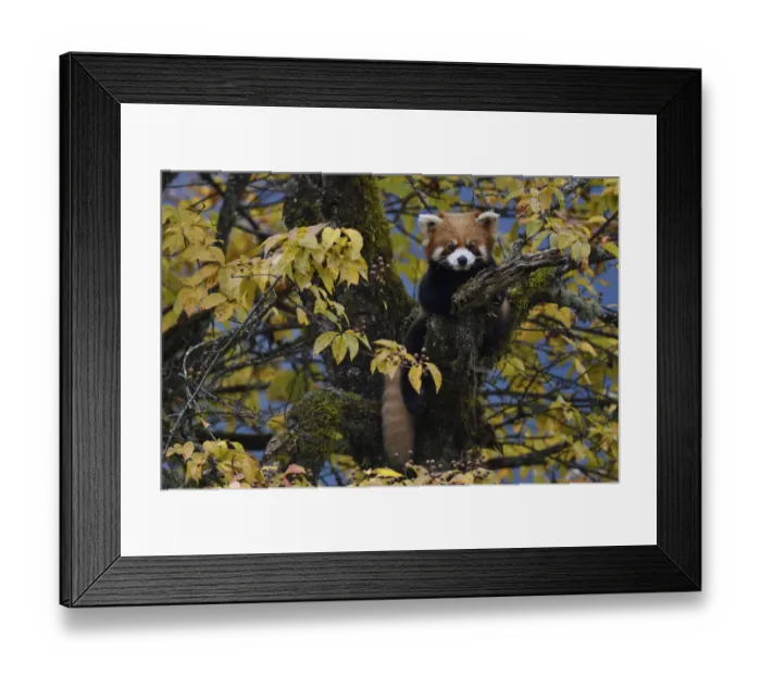 Framed Print : Red panda (Ailurus fulgens) in the humid montane mixed forest, Laba He National Nature Reserve Framed Print : Red panda (Ailurus fulgens) in the humid montane mixed forest, Laba He National Nature Reserve