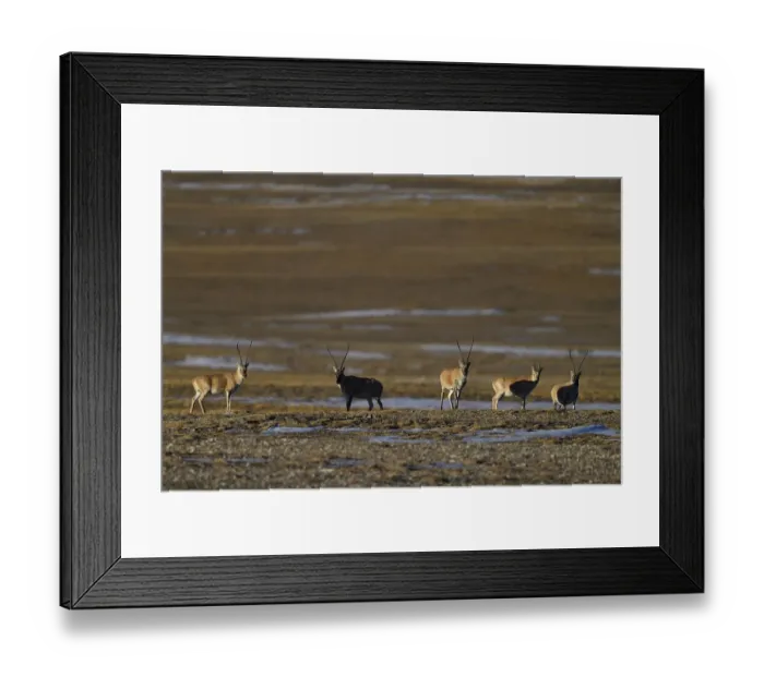 Framed Print : Tibetan antelope or Chiru (Pantholops hodgsonii), Keke Xili, Changtang, Tibetan Plateau Framed Print : Tibetan antelope or Chiru (Pantholops hodgsonii), Keke Xili, Changtang, Tibetan Plateau