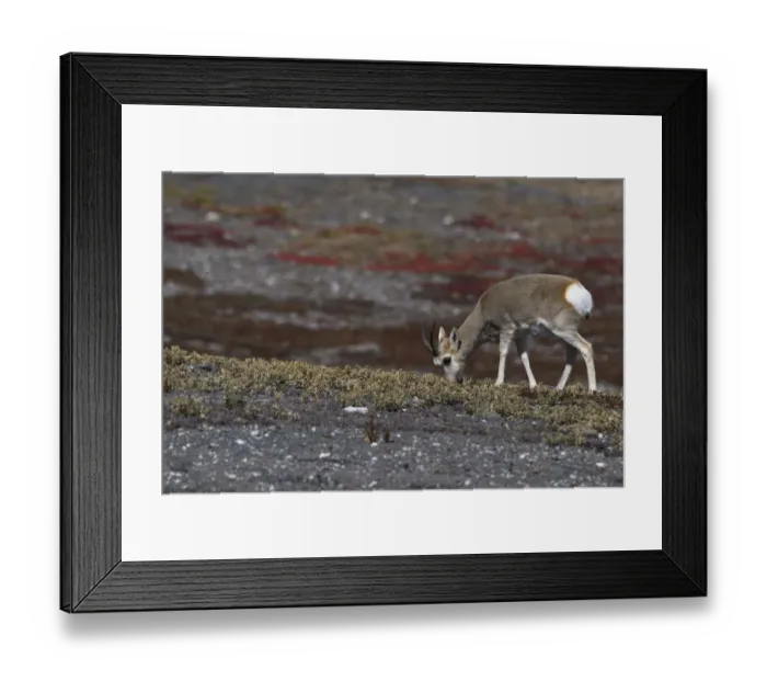 Framed Print : Tibetan gazelle or Goa (Procapra picticaudata), Keke Xili, Changtang, Tibetan Plateau Framed Print : Tibetan gazelle or Goa (Procapra picticaudata), Keke Xili, Changtang, Tibetan Plateau