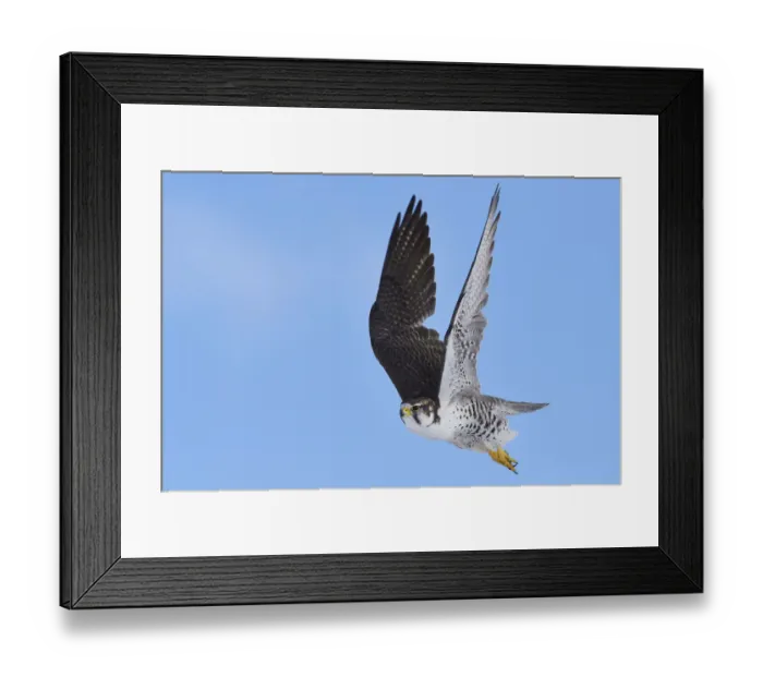 Framed Print : Saker falcon (Falco cherrug milvipes) in flight, Keke Xili, Changtang, Tibetan Plateau Framed Print : Saker falcon (Falco cherrug milvipes) in flight, Keke Xili, Changtang, Tibetan Plateau