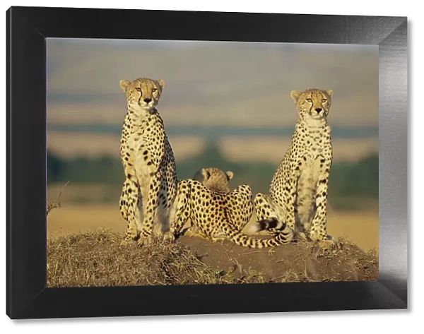 Cheetah mother and cubs in line, Masai Mara (Acinonyx jubatus) Kenya - Book ends