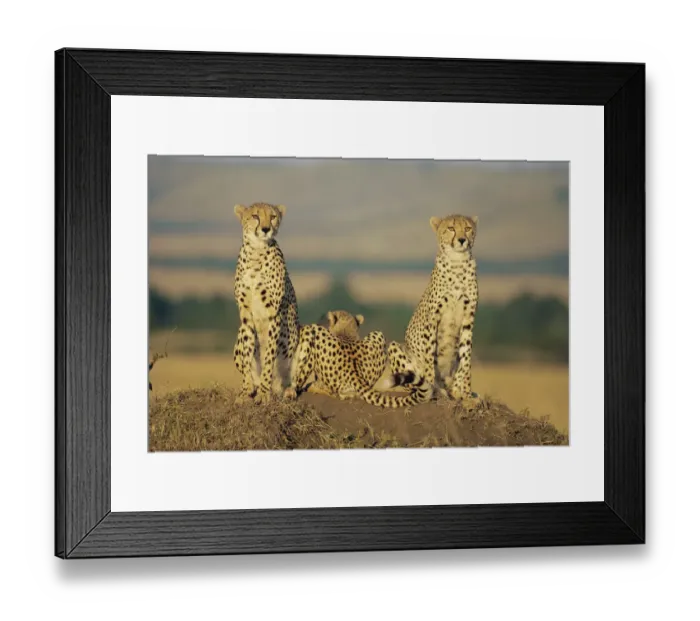 Framed Print : Cheetah mother and cubs in line, Masai Mara (Acinonyx jubatus) Kenya - Book ends Framed Print : Cheetah mother and cubs in line, Masai Mara (Acinonyx jubatus) Kenya - Book ends