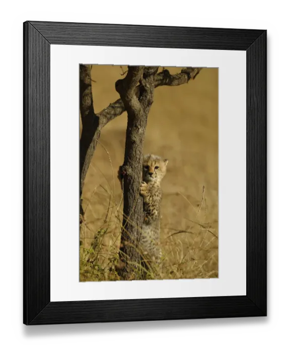 Framed Print : Cheetah cub climbing acacia tree {Acinonyx jubatus} Masai Mara, Kenya Framed Print : Cheetah cub climbing acacia tree {Acinonyx jubatus} Masai Mara, Kenya