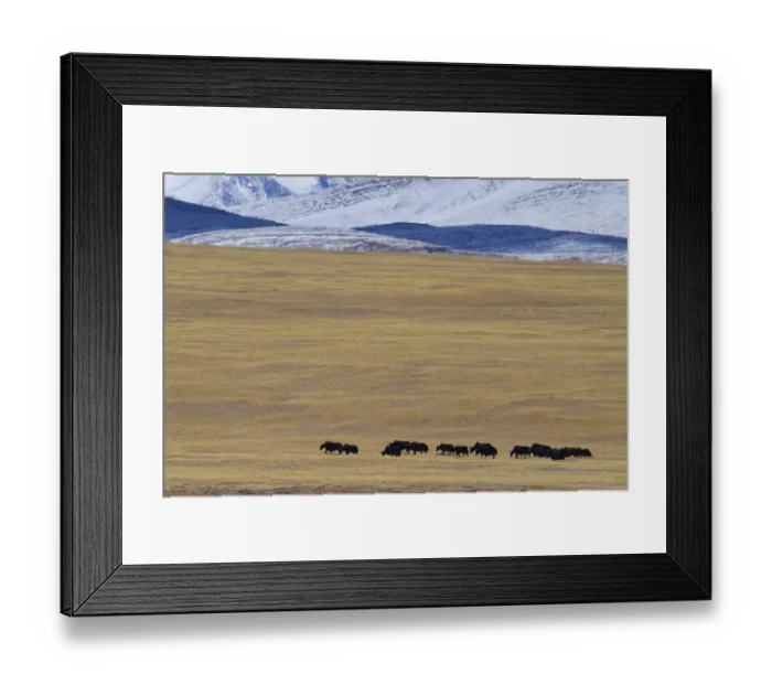 Framed Print : Wild yak herd (Bos mutus) Keke Xili, Changtang, Tibetan Plateau, Qinghai, China Framed Print : Wild yak herd (Bos mutus) Keke Xili, Changtang, Tibetan Plateau, Qinghai, China