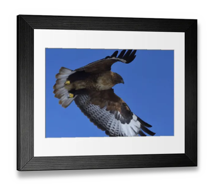 Framed Print : Upland buzzard (Buteo hemilasius), Tibetan Plateau, Qinghai, China Framed Print : Upland buzzard (Buteo hemilasius), Tibetan Plateau, Qinghai, China