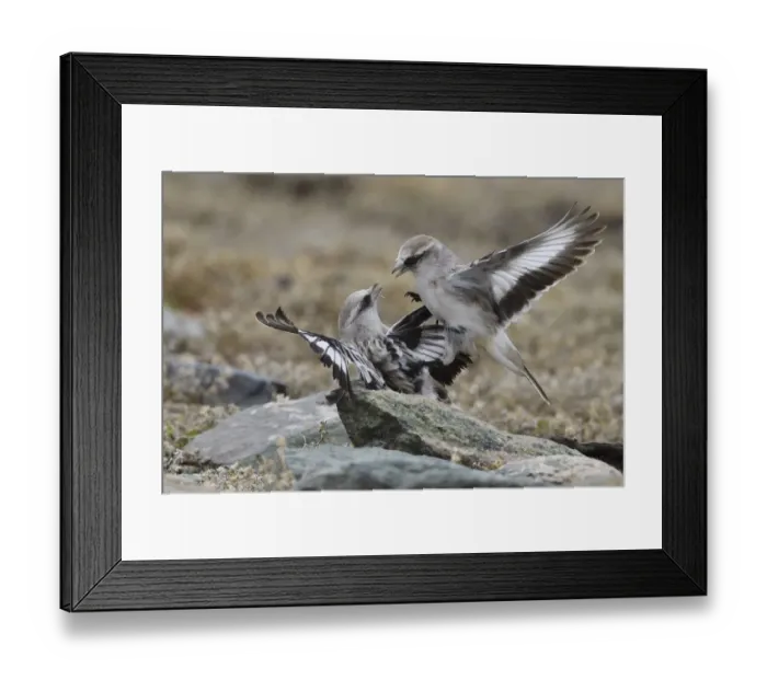 Framed Print : White-rumped snowfinch (Montifringilla taczanowskii) two fighting, Changtang, Tibetan Plateau Framed Print : White-rumped snowfinch (Montifringilla taczanowskii) two fighting, Changtang, Tibetan Plateau