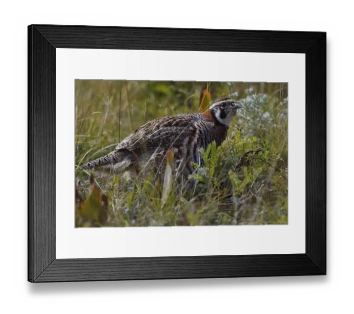 Framed Print : Tibetan partridge (Perdix hodgsoniae) near Yushu, Tibetan Plateau, Qinghai, China Framed Print : Tibetan partridge (Perdix hodgsoniae) near Yushu, Tibetan Plateau, Qinghai, China