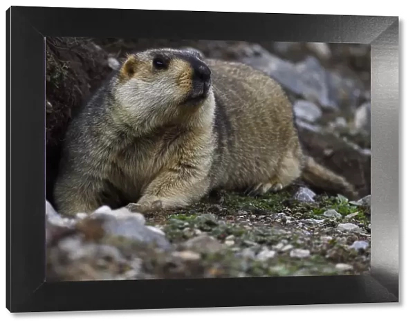 Himalayan marmot (Marmota himalayana) valley near Yushu, Tibetan Plateau, Qinghai, China
