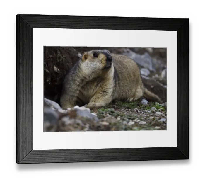 Framed Print : Himalayan marmot (Marmota himalayana) valley near Yushu, Tibetan Plateau, Qinghai, China Framed Print : Himalayan marmot (Marmota himalayana) valley near Yushu, Tibetan Plateau, Qinghai, China