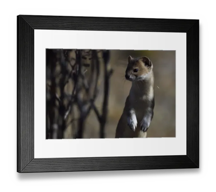 Framed Print : Altai or Mountain weasel (Mustela altaica), Tibetan Plateau, Qinghai, China Framed Print : Altai or Mountain weasel (Mustela altaica), Tibetan Plateau, Qinghai, China