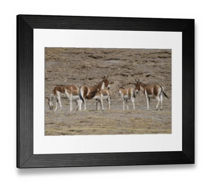 Framed Print : Asian wild ass (Equus kiang) herd in wetlands near Madoa, Tibetan Plateau, Qinghai, China Framed Print : Asian wild ass (Equus kiang) herd in wetlands near Madoa, Tibetan Plateau, Qinghai, China