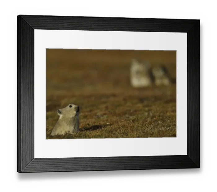 Framed Print : Plateau pika (Ochotona curzoniae), Tibetan Plateau, Qinghai, China Framed Print : Plateau pika (Ochotona curzoniae), Tibetan Plateau, Qinghai, China
