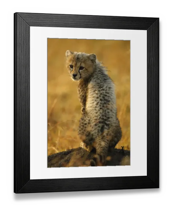 Framed Print : Cheetah cub portrait {Acinonyx jubatus} Masai Mara, Kenya Framed Print : Cheetah cub portrait {Acinonyx jubatus} Masai Mara, Kenya