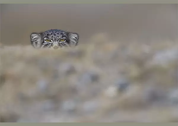 Pallass cat (Otocolobus manul) peering, Tibetan Plateau, Qinghai, China