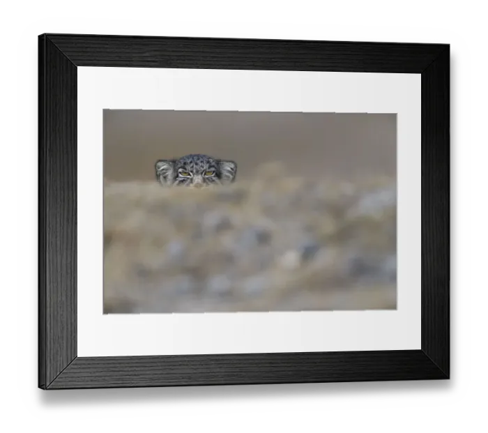 Framed Print : Pallass cat (Otocolobus manul) peering, Tibetan Plateau, Qinghai, China Framed Print : Pallass cat (Otocolobus manul) peering, Tibetan Plateau, Qinghai, China