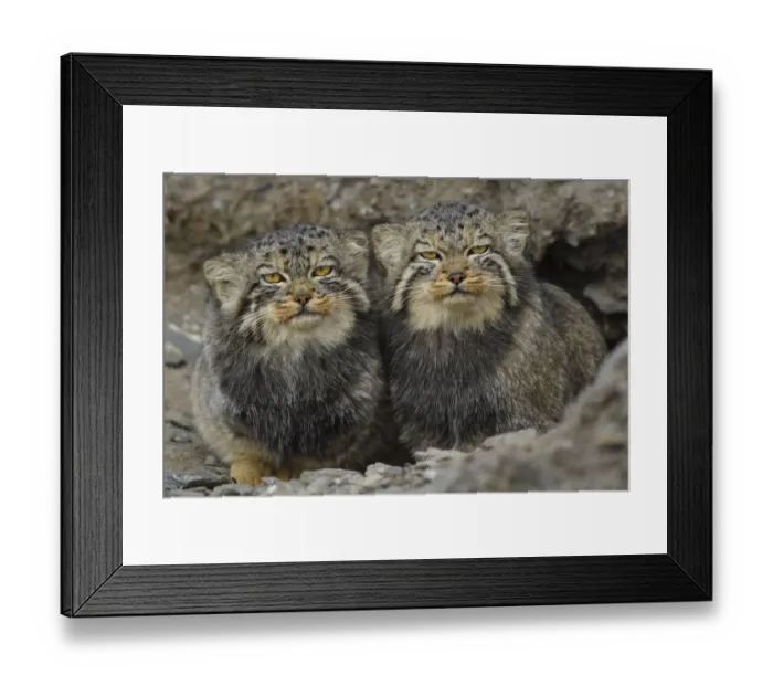 Framed Print : Pallass cat (Otocolobus manul), two sitting side by side, Qinghai, China Framed Print : Pallass cat (Otocolobus manul), two sitting side by side, Qinghai, China