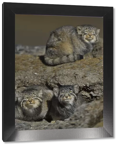 Pallass cat (Otocolobus manul) three cats, Tibetan Plateau, Qinghai, China