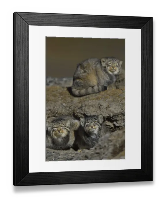 Framed Print : Pallass cat (Otocolobus manul) three cats, Tibetan Plateau, Qinghai, China Framed Print : Pallass cat (Otocolobus manul) three cats, Tibetan Plateau, Qinghai, China