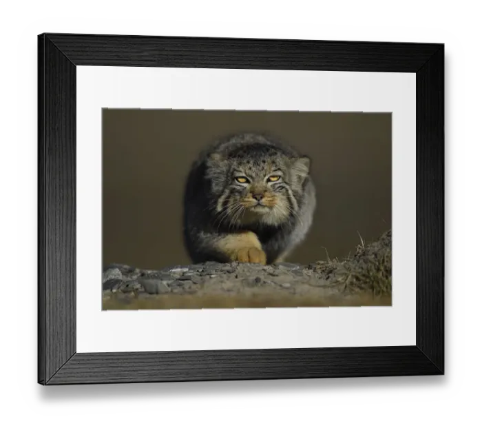 Framed Print : Pallass cat (Otocolobus manul) Tibetan Plateau, Qinghai, China Framed Print : Pallass cat (Otocolobus manul) Tibetan Plateau, Qinghai, China