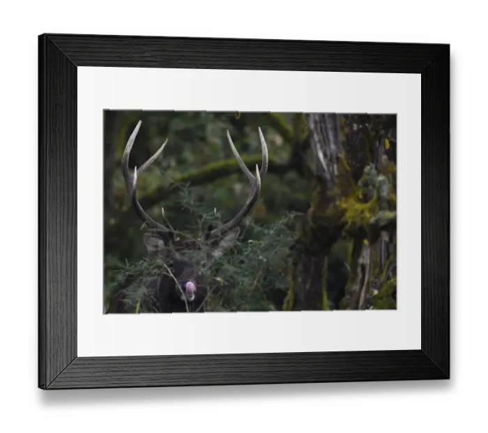 Framed Print : Red deer stag (Cervus elaphus) humid montane mixed forest, Laba He National Nature Reserve Framed Print : Red deer stag (Cervus elaphus) humid montane mixed forest, Laba He National Nature Reserve