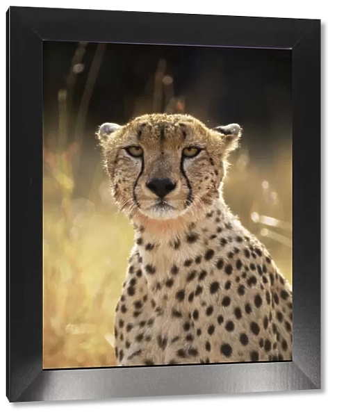 Face portrait of female Cheetah {Acinonyx jubatus}, East Africa