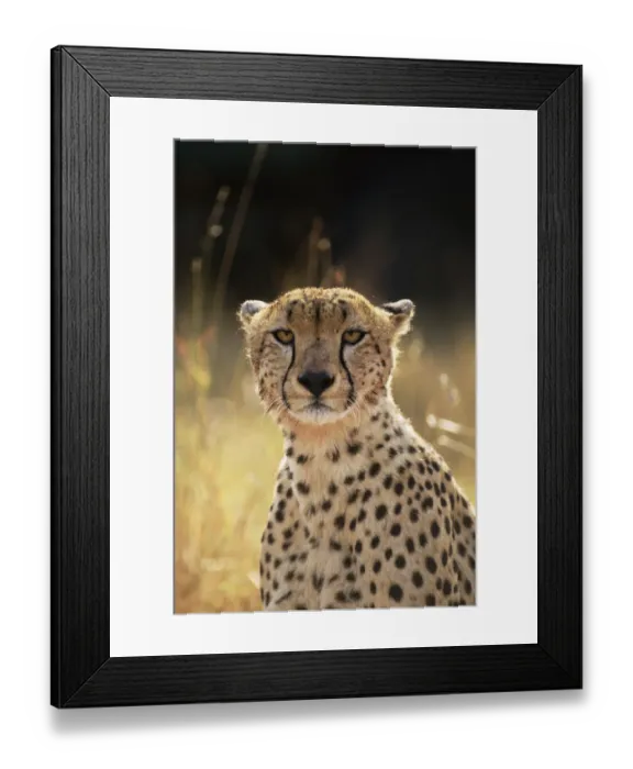 Framed Print : Face portrait of female Cheetah {Acinonyx jubatus}, East Africa Framed Print : Face portrait of female Cheetah {Acinonyx jubatus}, East Africa