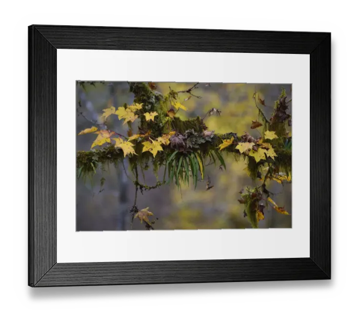 Framed Print : Autumn leaves on moss covered tree with fern epiphyte. humid montane mixed forest Framed Print : Autumn leaves on moss covered tree with fern epiphyte. humid montane mixed forest