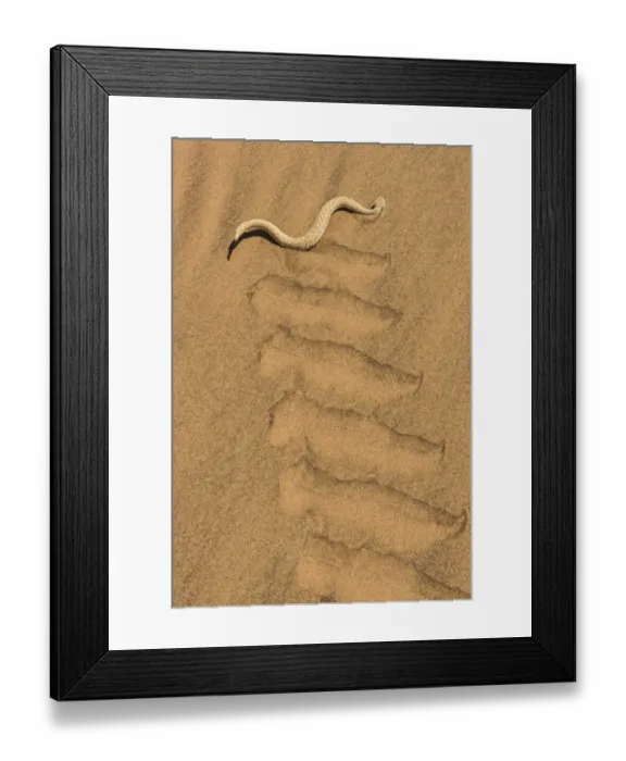 Framed Print : Peringueys adder (Bitis peringueyi) sidewinding in Namib desert, Namibia Framed Print : Peringueys adder (Bitis peringueyi) sidewinding in Namib desert, Namibia