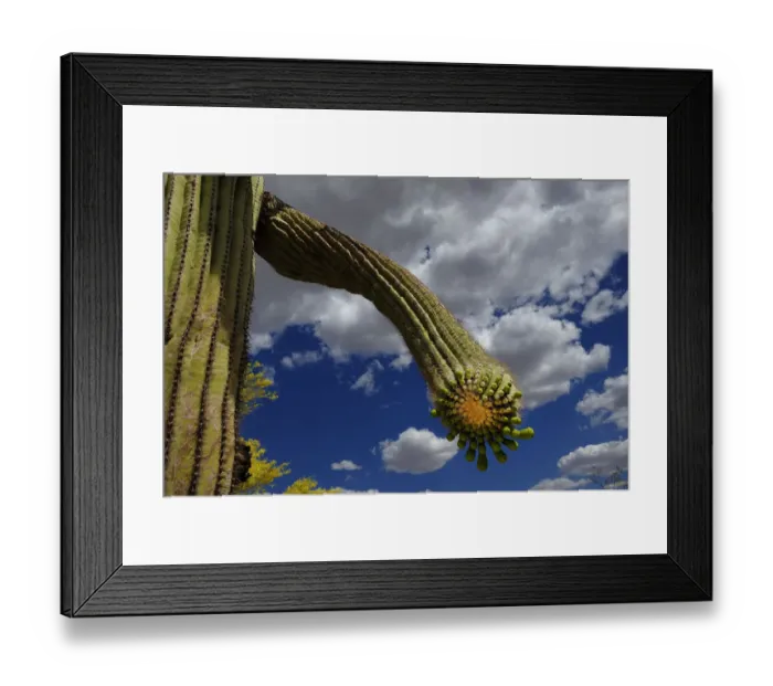 Framed Print : Saguaro cactus (Carnegiea gigantea) buds, Organ Pipe Cactus National Monument, Sonora Desert Framed Print : Saguaro cactus (Carnegiea gigantea) buds, Organ Pipe Cactus National Monument, Sonora Desert