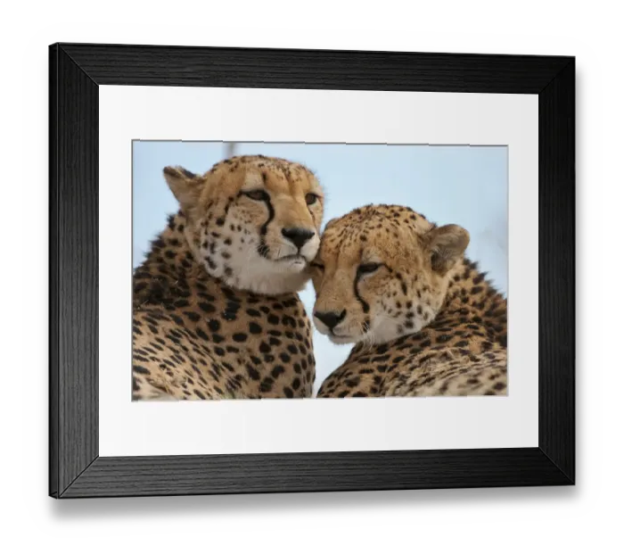 Framed Print : Cheetah (Acinonyx jubatus) two leaning close together, Okavango Delta, Botswana