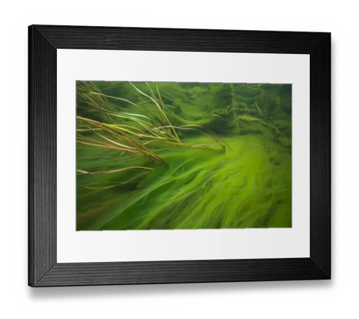 Framed Print : Piccaninnie Ponds Creek (or Ellards Creek) flowing out of the spring-fed limestone Framed Print : Piccaninnie Ponds Creek (or Ellards Creek) flowing out of the spring-fed limestone