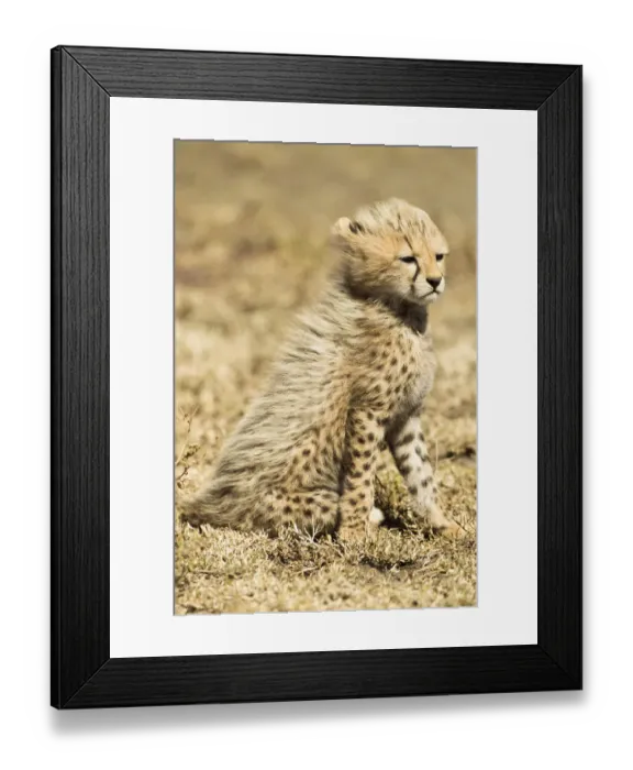 Framed Print : Cheetah (Acinonyx jubatus) cub sitting portrait, Serengeti National Park, Tanzania Framed Print : Cheetah (Acinonyx jubatus) cub sitting portrait, Serengeti National Park, Tanzania