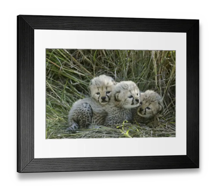 Framed Print : Cheetah (Acinonyx jubatus) cubs aged 5 weeks, Masai-Mara Game Reserve, Kenya Framed Print : Cheetah (Acinonyx jubatus) cubs aged 5 weeks, Masai-Mara Game Reserve, Kenya