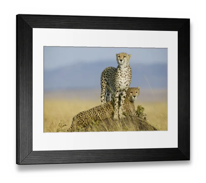 Framed Print : Cheetah (Acinonyx jubatus) mother and cub aged 9 months on termite mound, Masai-Mara Game Reserve Framed Print : Cheetah (Acinonyx jubatus) mother and cub aged 9 months on termite mound, Masai-Mara Game Reserve