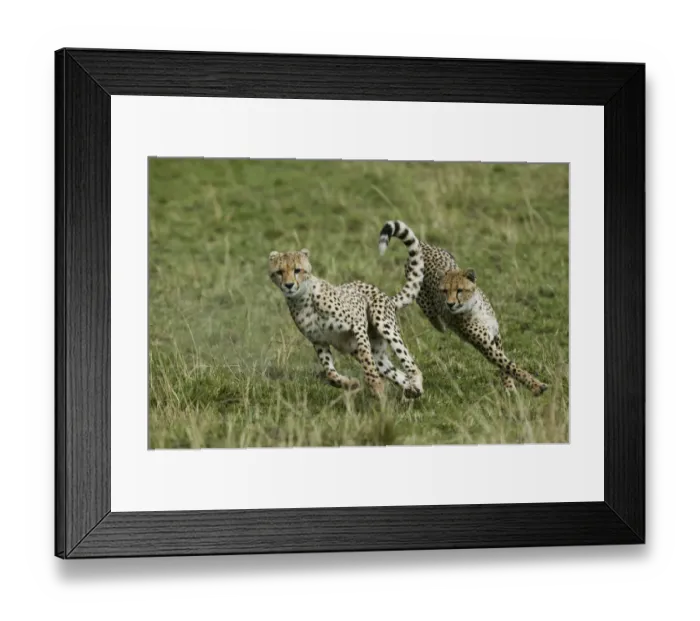 Framed Print : Cheetah (Acinonyx jubatus) cubs aged 9 months playing, Masai-Mara Game Reserve, Kenya Framed Print : Cheetah (Acinonyx jubatus) cubs aged 9 months playing, Masai-Mara Game Reserve, Kenya