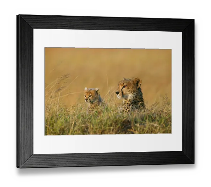 Framed Print : Cheetah (Acinonyx jubatus) mother and cub aged 7 weeks, Masai-Mara Game Reserve, Kenya Framed Print : Cheetah (Acinonyx jubatus) mother and cub aged 7 weeks, Masai-Mara Game Reserve, Kenya