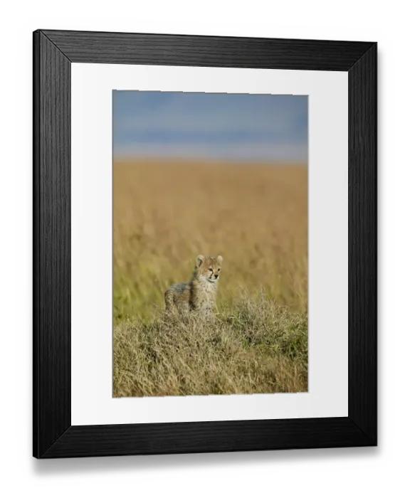 Framed Print : Cheetah (Acinonyx jubatus) cub aged 7 weeks, Masai-Mara Game Reserve, Kenya Framed Print : Cheetah (Acinonyx jubatus) cub aged 7 weeks, Masai-Mara Game Reserve, Kenya