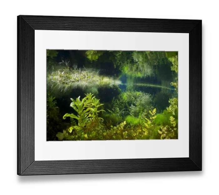 Framed Print : Aquatic plants in a spring of the Gacka River, Croatia Framed Print : Aquatic plants in a spring of the Gacka River, Croatia